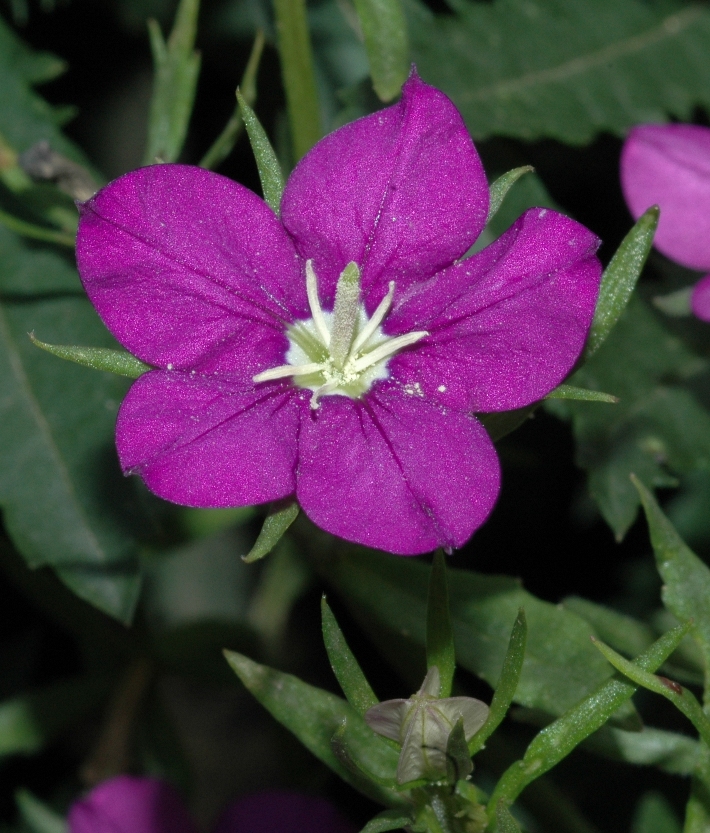 Campanulaceae Legousia speculum-veneris