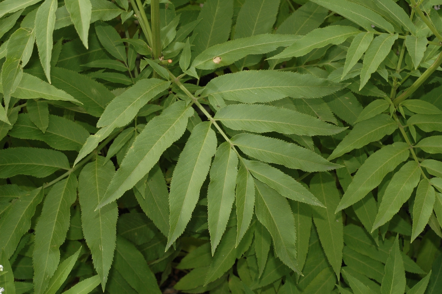 Adoxaceae Sambucus ebulus