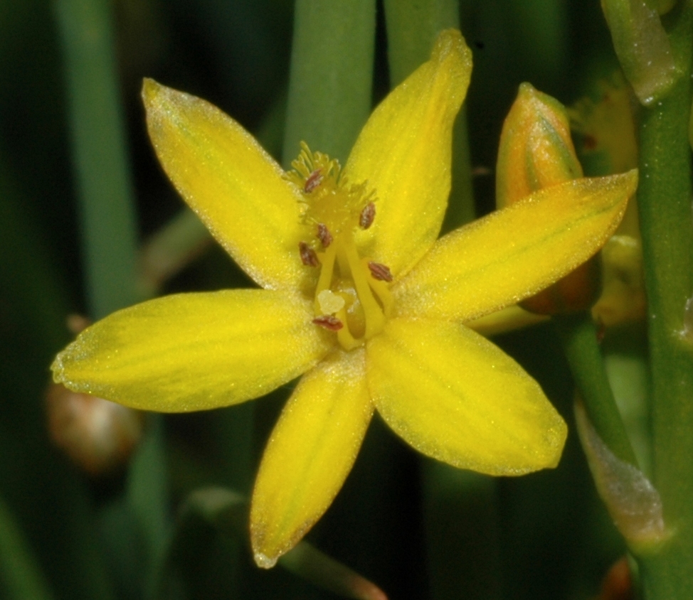 Asphodelaceae Bulbine semibarbata