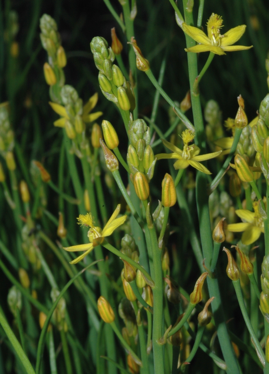 Asphodelaceae Bulbine semibarbata