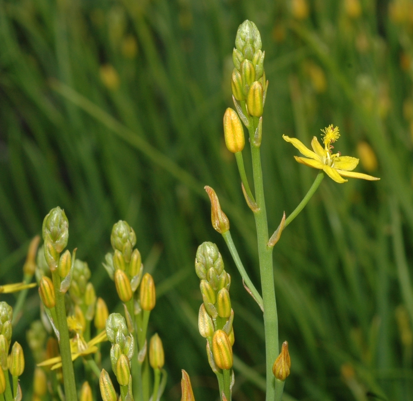 Asphodelaceae Bulbine semibarbata