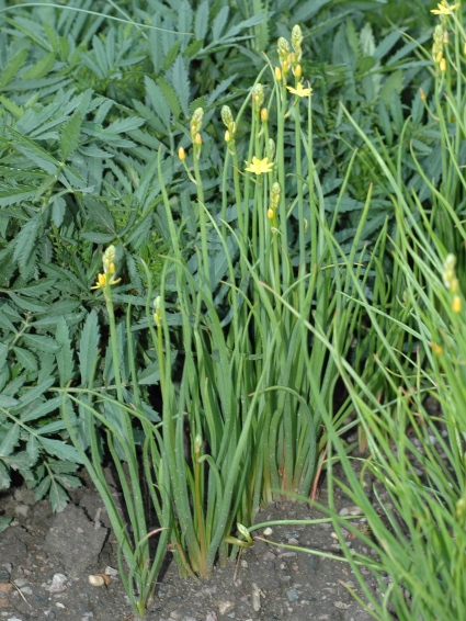 Asphodelaceae Bulbine semibarbata