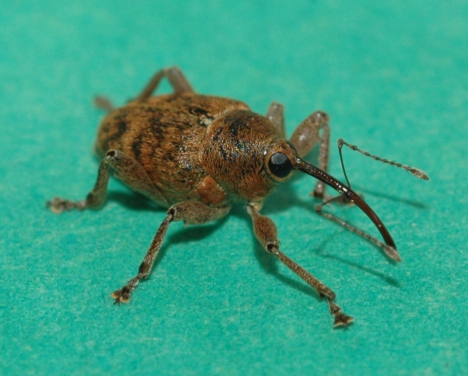 Curculionidae Curculio 