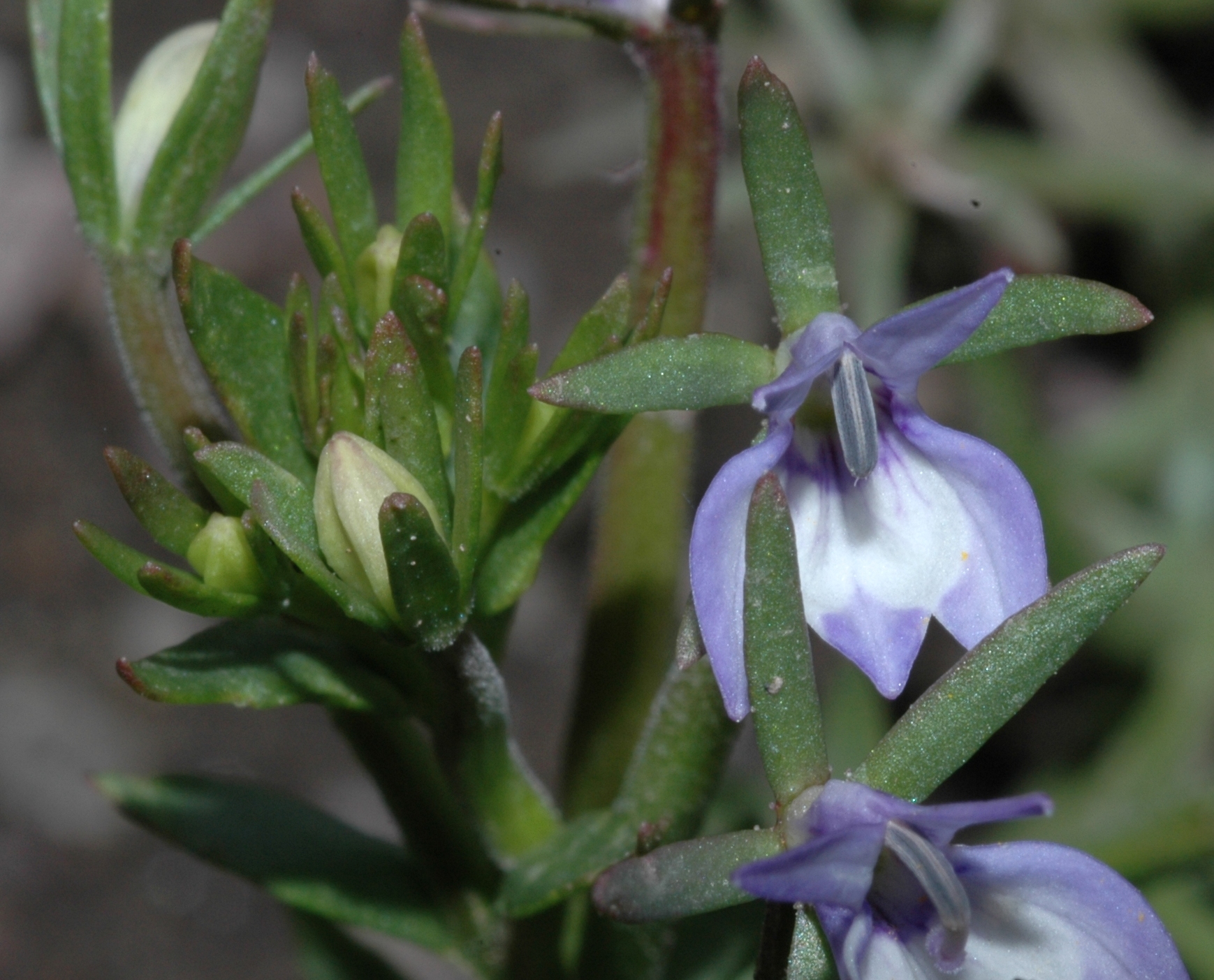 Campanulaceae Downingia elegans