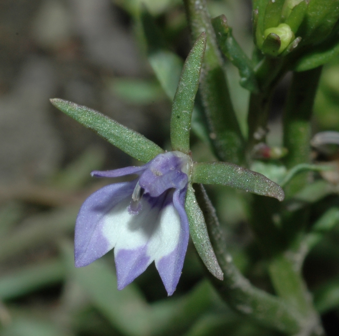 Campanulaceae Downingia elegans