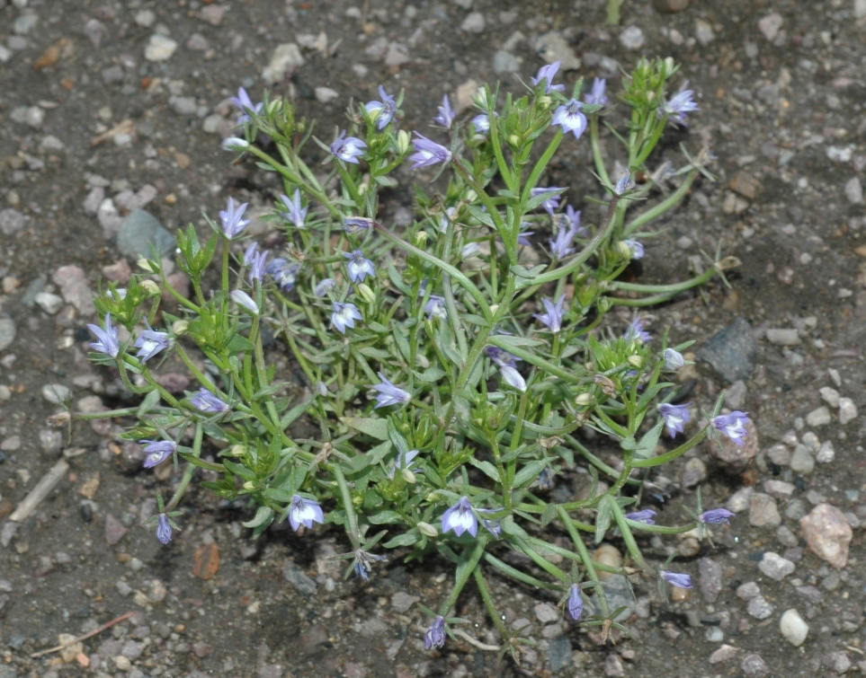 Campanulaceae Downingia elegans