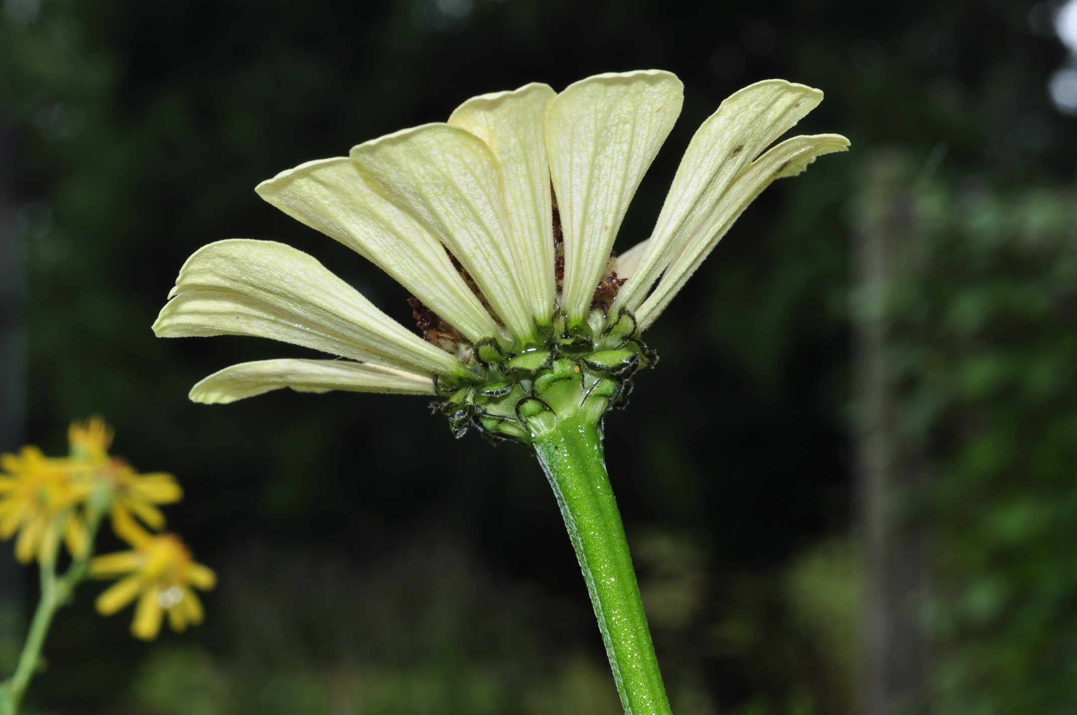 Asteraceae Zinnia elegans