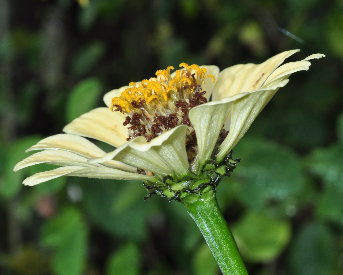 Asteraceae Zinnia elegans