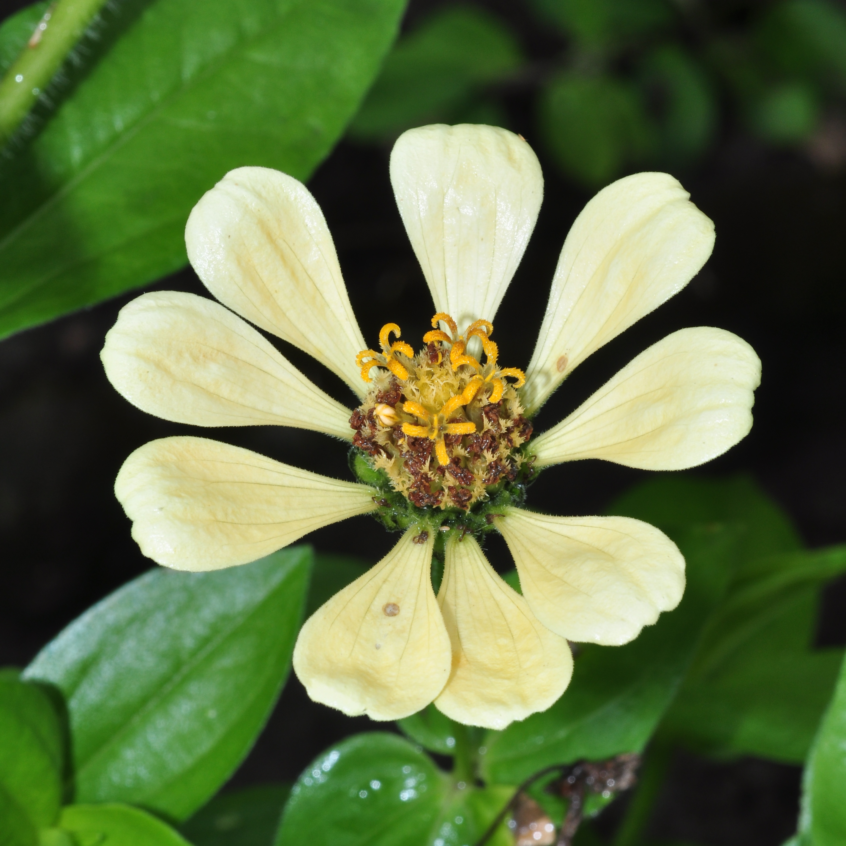 Asteraceae Zinnia elegans