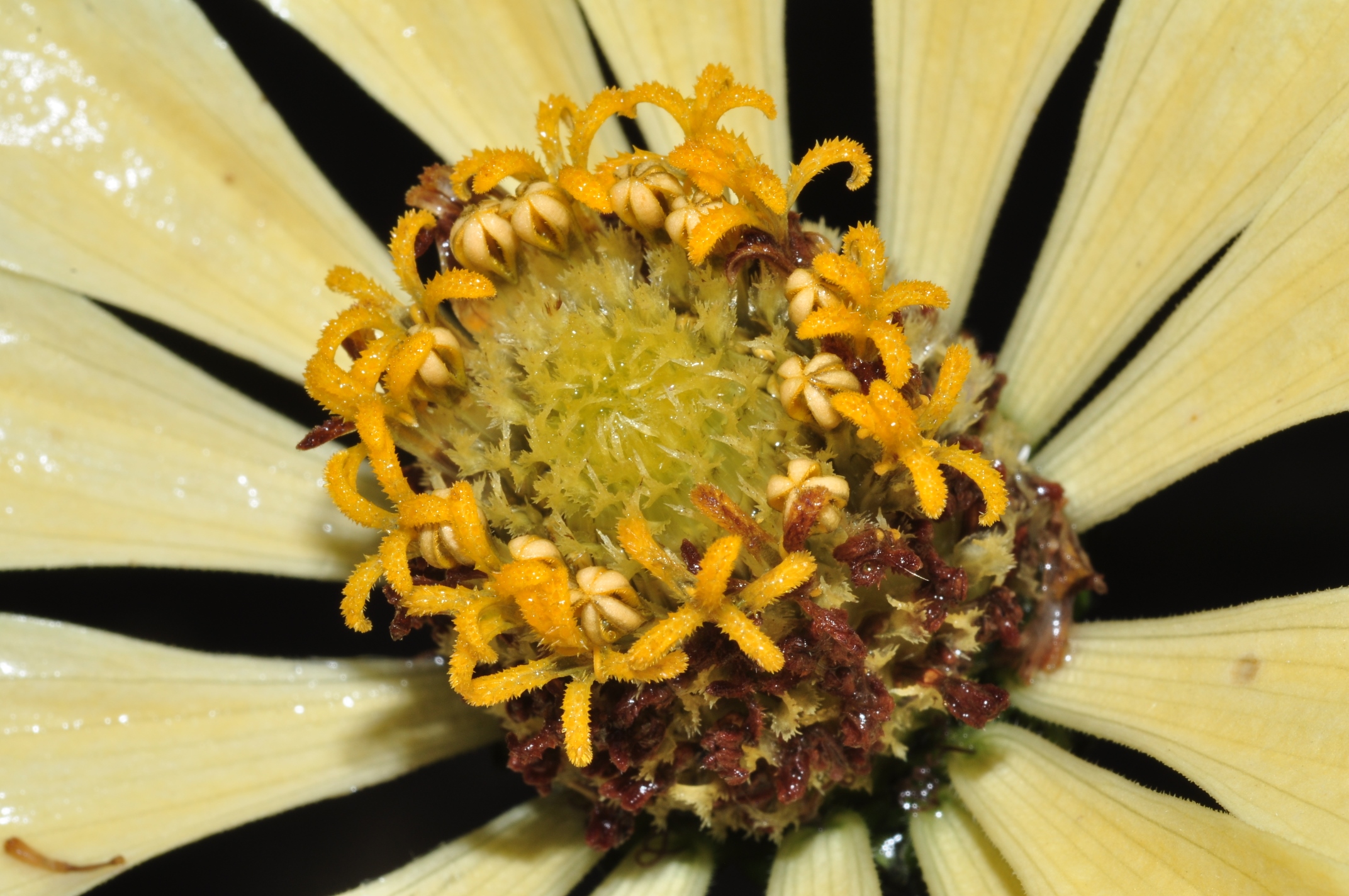 Asteraceae Zinnia elegans