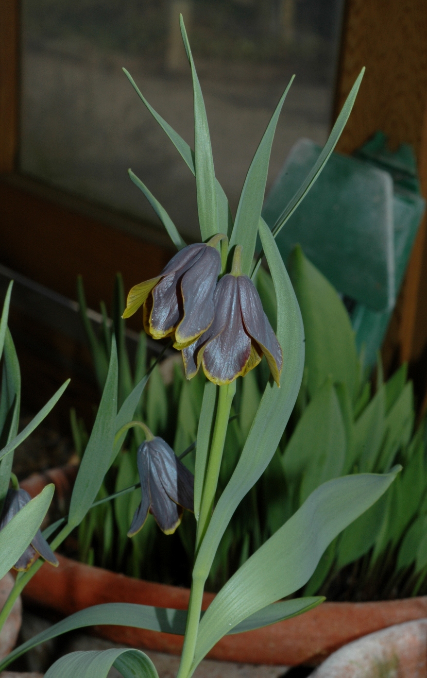 Liliaceae Fritillaria pinardii