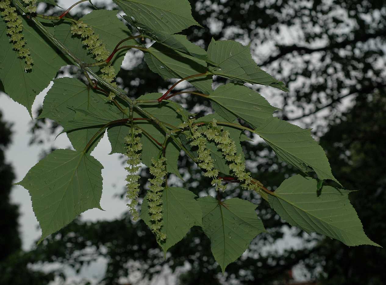 Aceraceae Acer capillipes