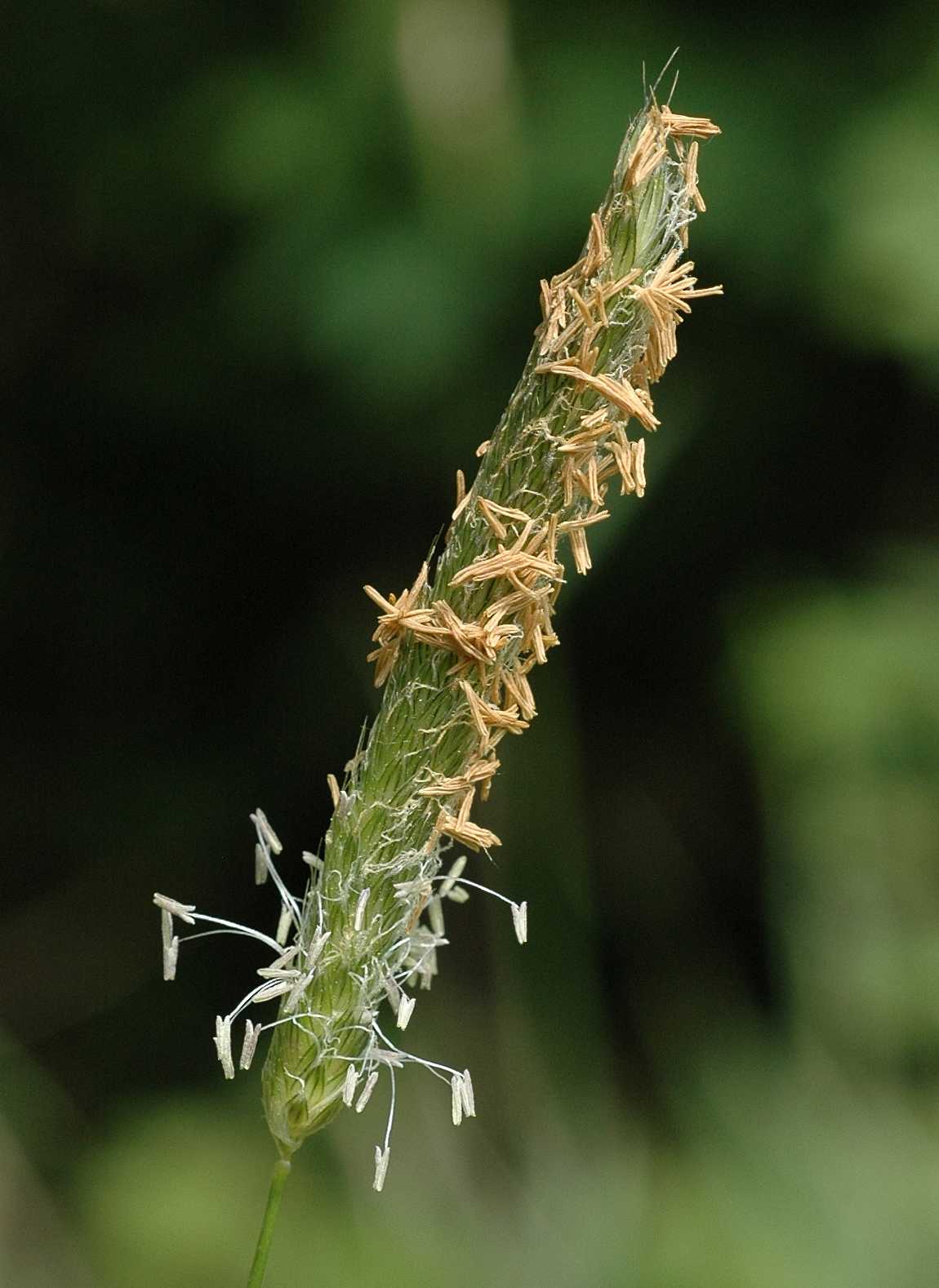 Poaceae Alopecurus pratensis