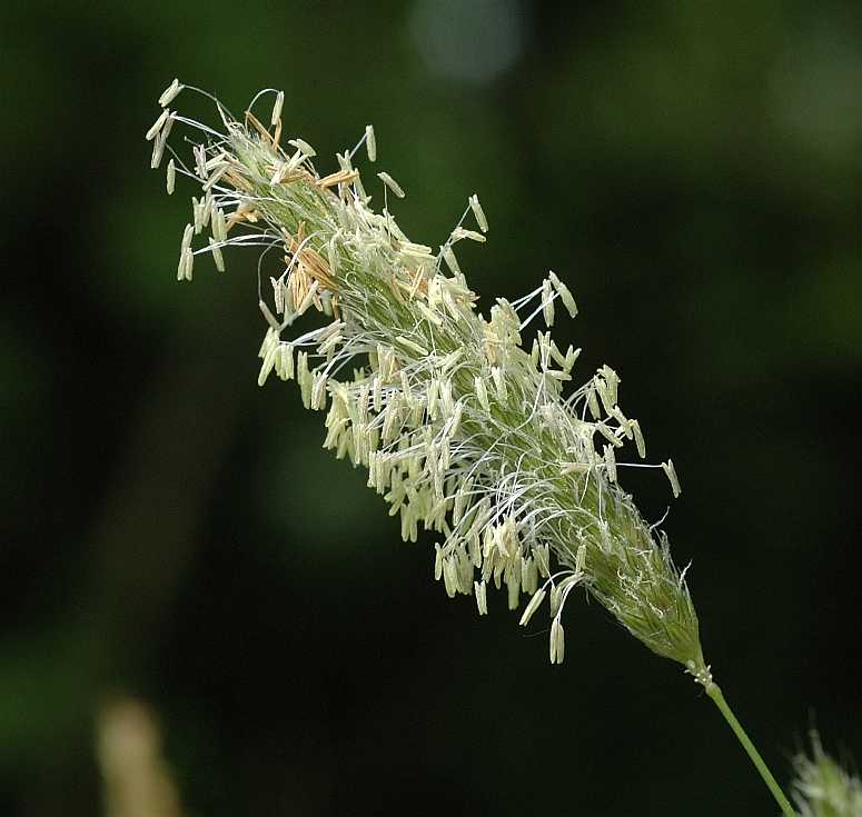 Poaceae Alopecurus pratensis