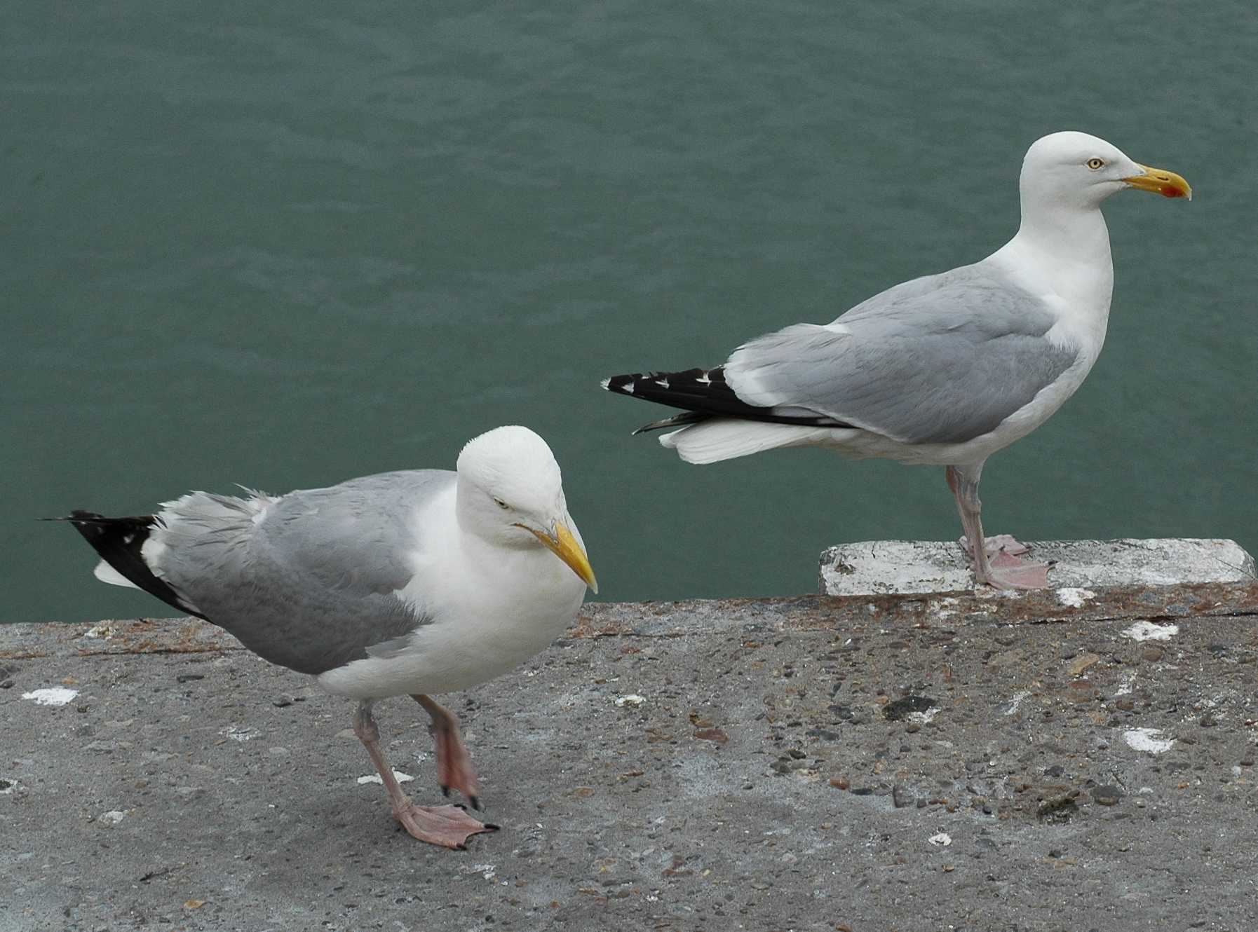 Laridae Larus argentatus