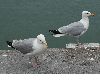 image of Larus argentatus