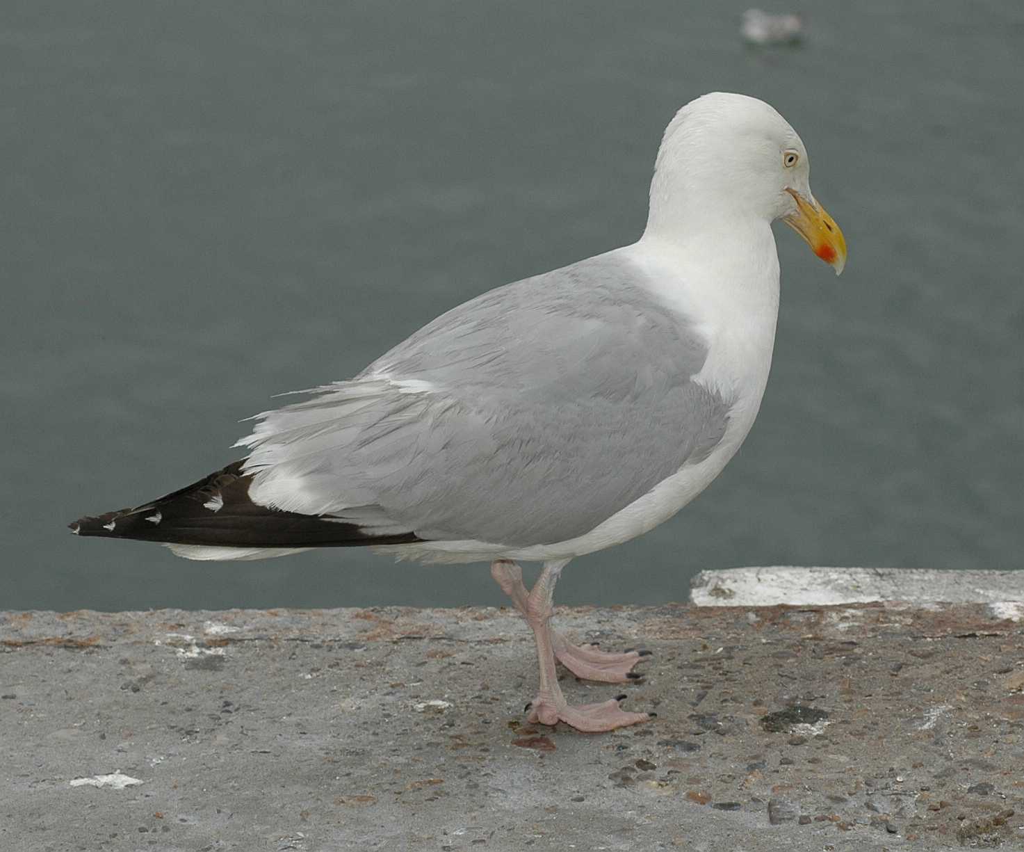 Laridae Larus argentatus