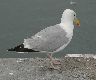 image of Larus argentatus