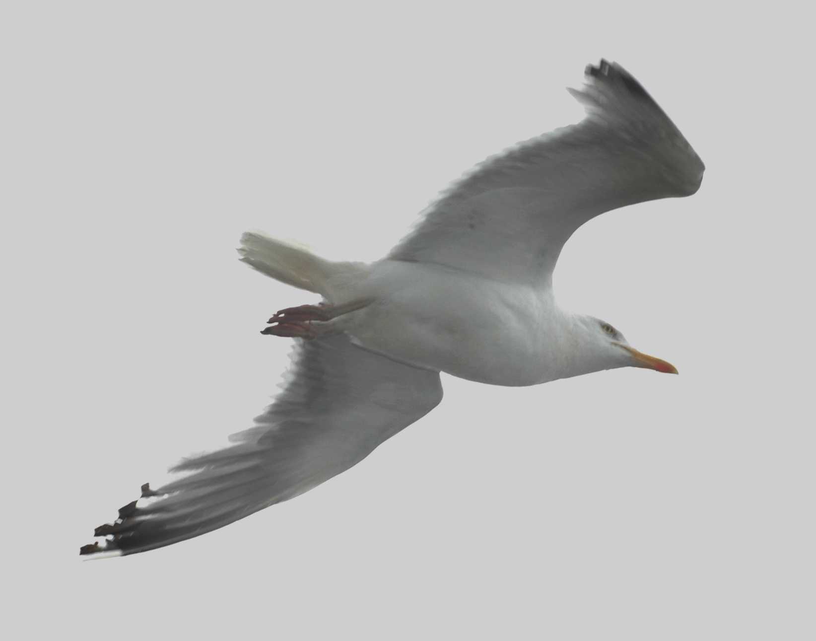 Laridae Larus argentatus