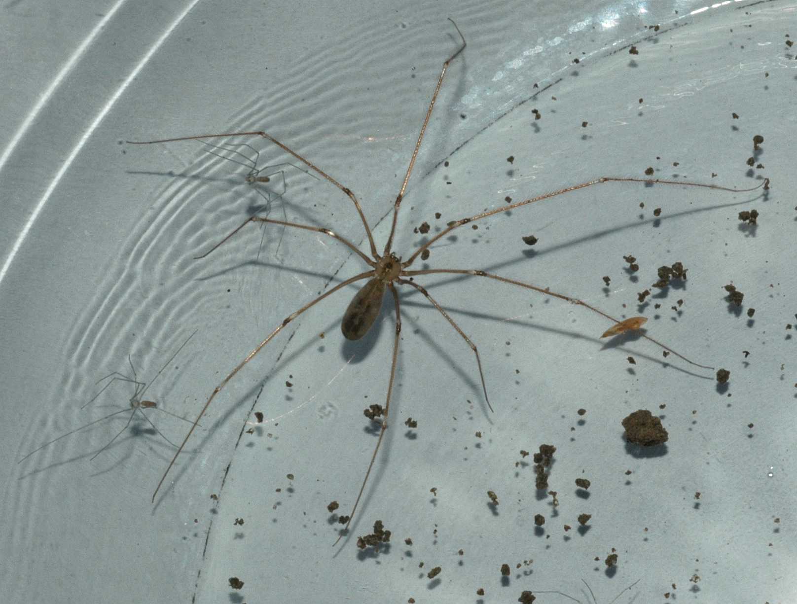 Pholcidae Pholcus phalangioides