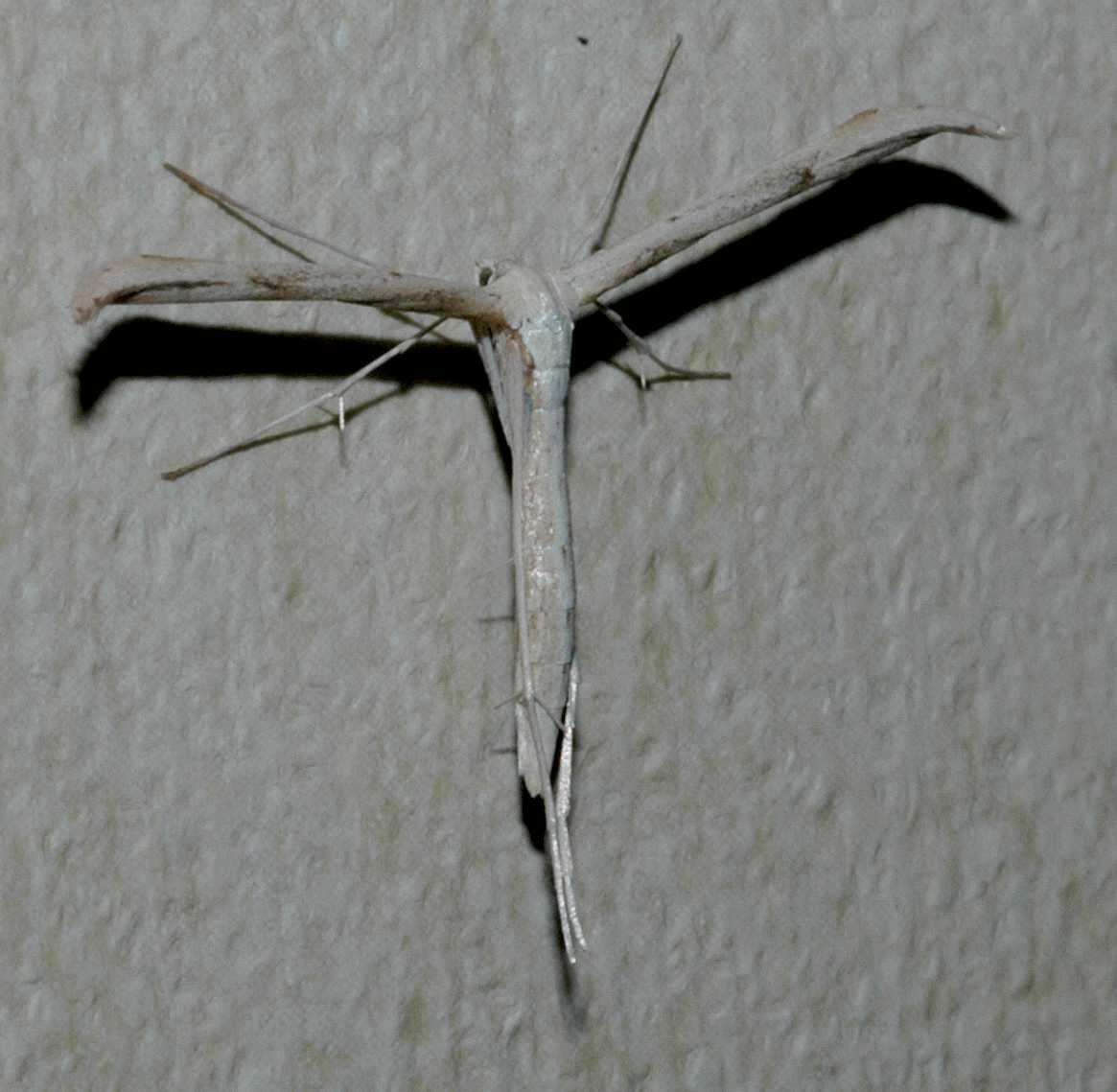 Pterophoridae  