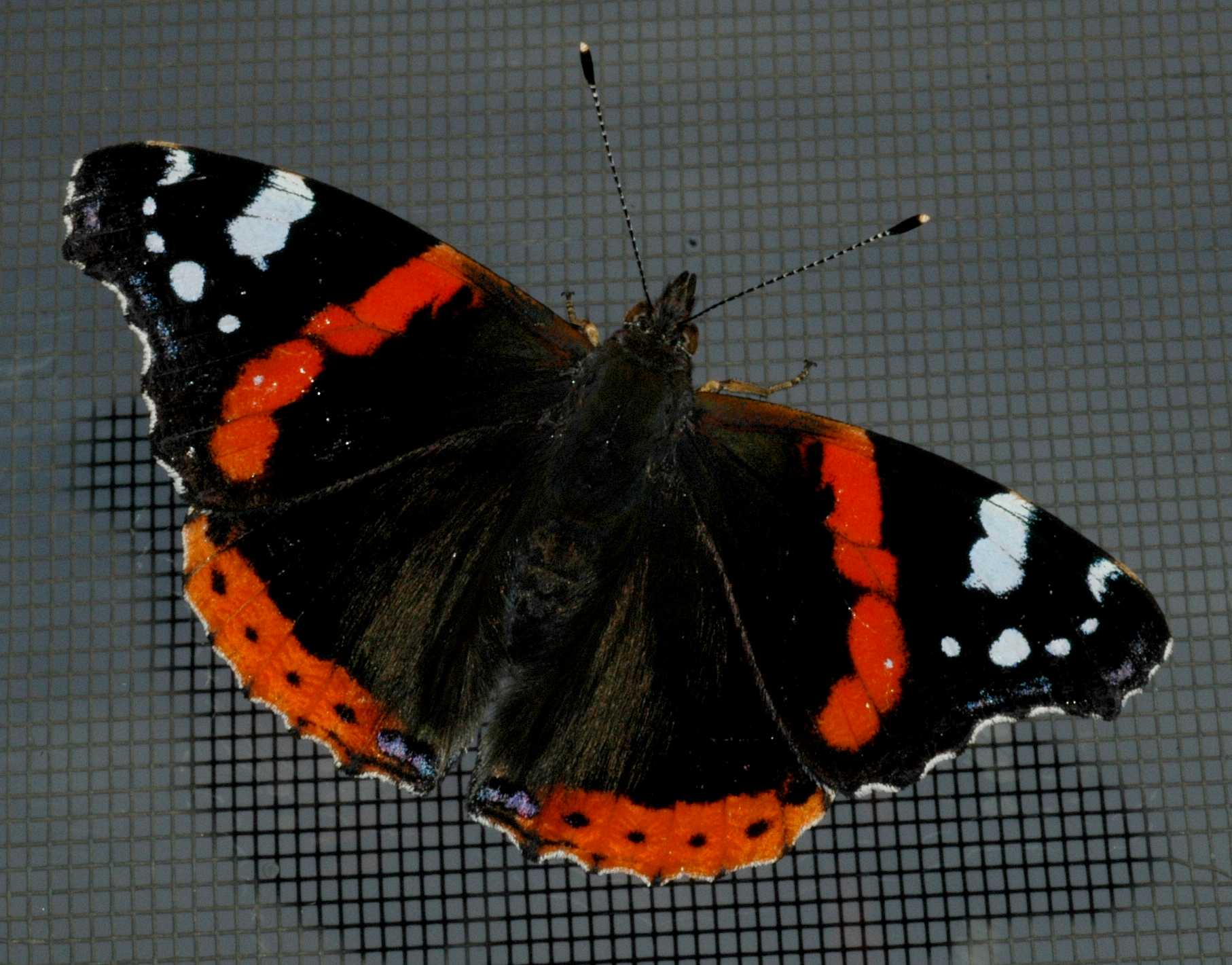 Nymphalidae Vanessa atalanta