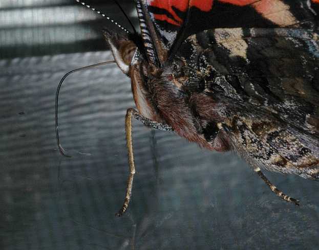 Nymphalidae Vanessa atalanta