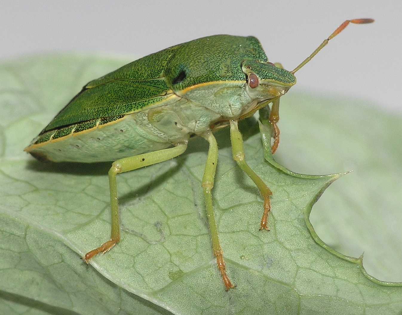 Pentatomidae Palomena prasina