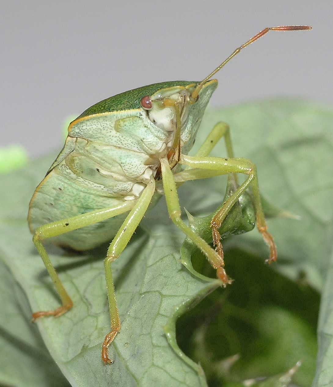 Pentatomidae Palomena prasina