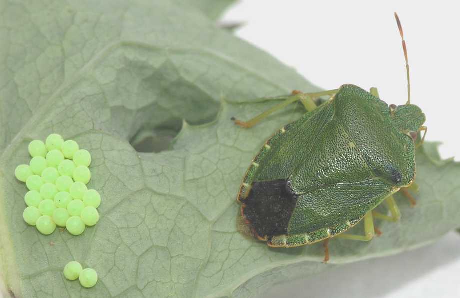 Pentatomidae Palomena prasina