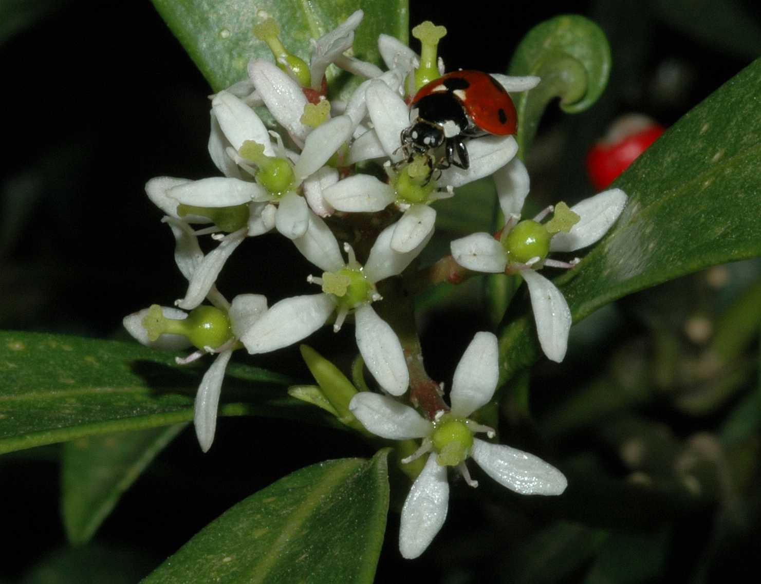 Coccinellidae Coccinella septempunctata