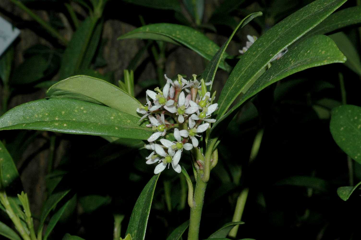 Rutaceae Skimmia japonica