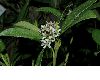 image of Skimmia japonica