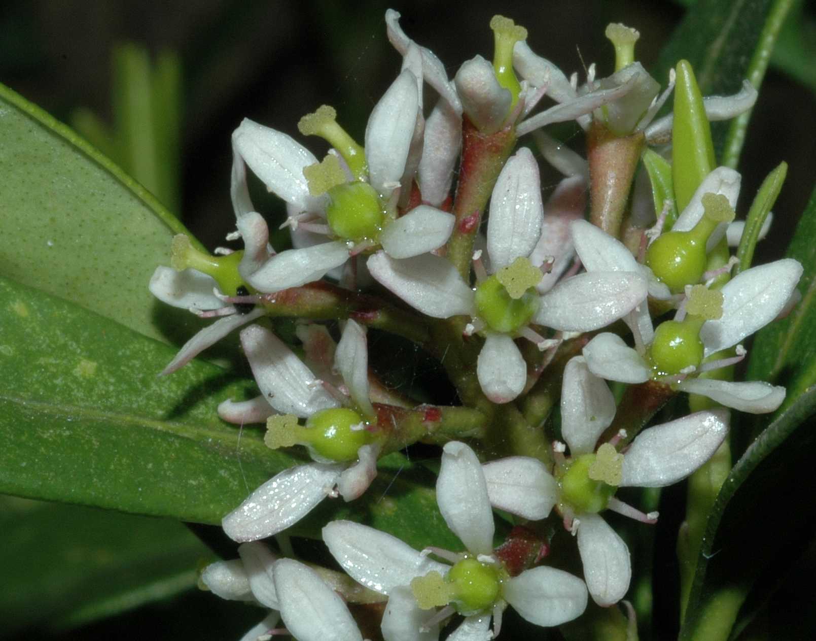 Rutaceae Skimmia japonica