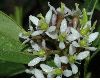 image of Skimmia japonica