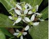 image of Skimmia japonica