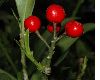 image of Skimmia japonica