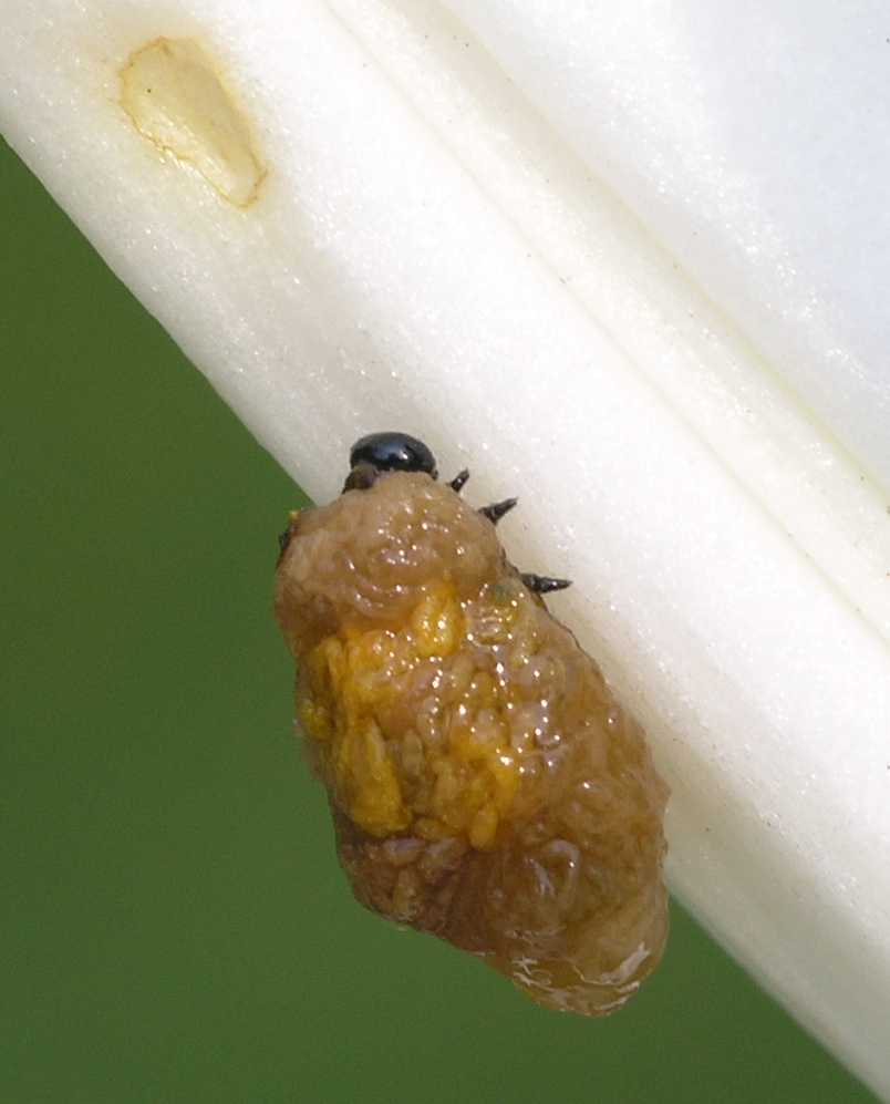 Chrysomelidae Lilioceris lilii