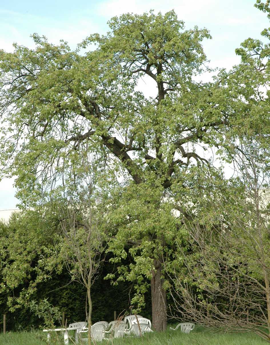 Rosaceae Pyrus communis