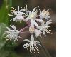 image of Tiarella cordifolia