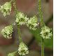 image of Tellima grandiflora