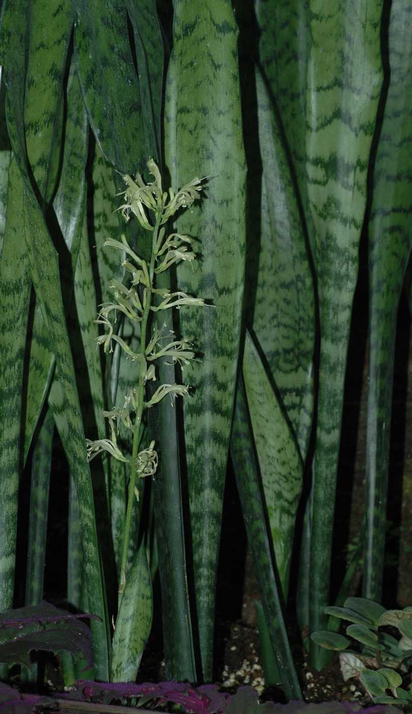 Asparagaceae Sansevieria trifasciata