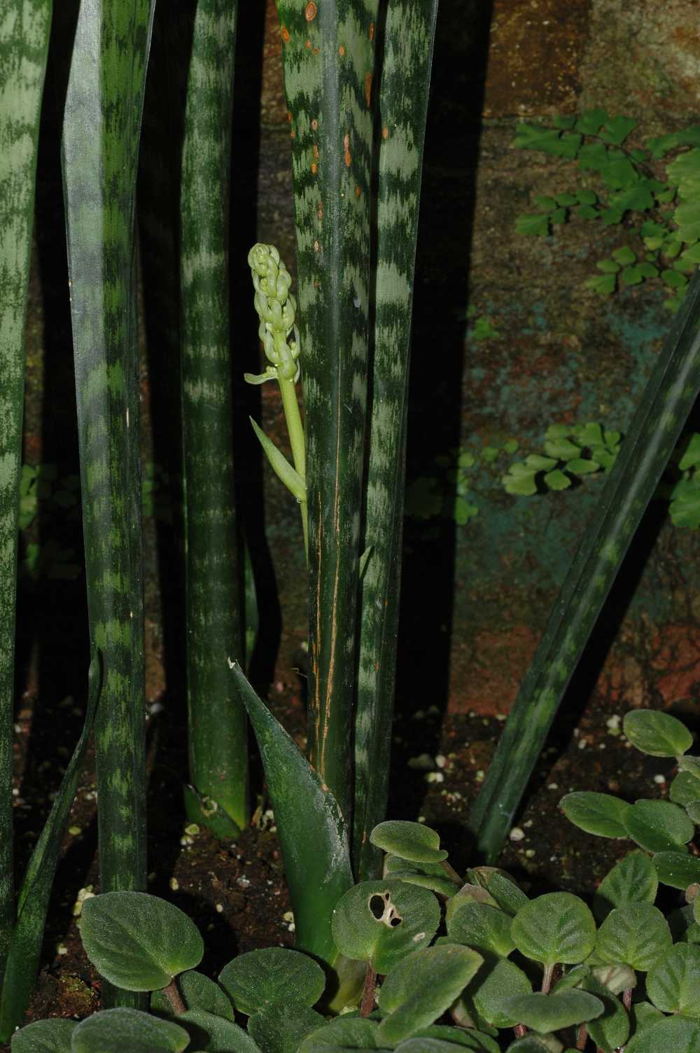 Asparagaceae Sansevieria trifasciata