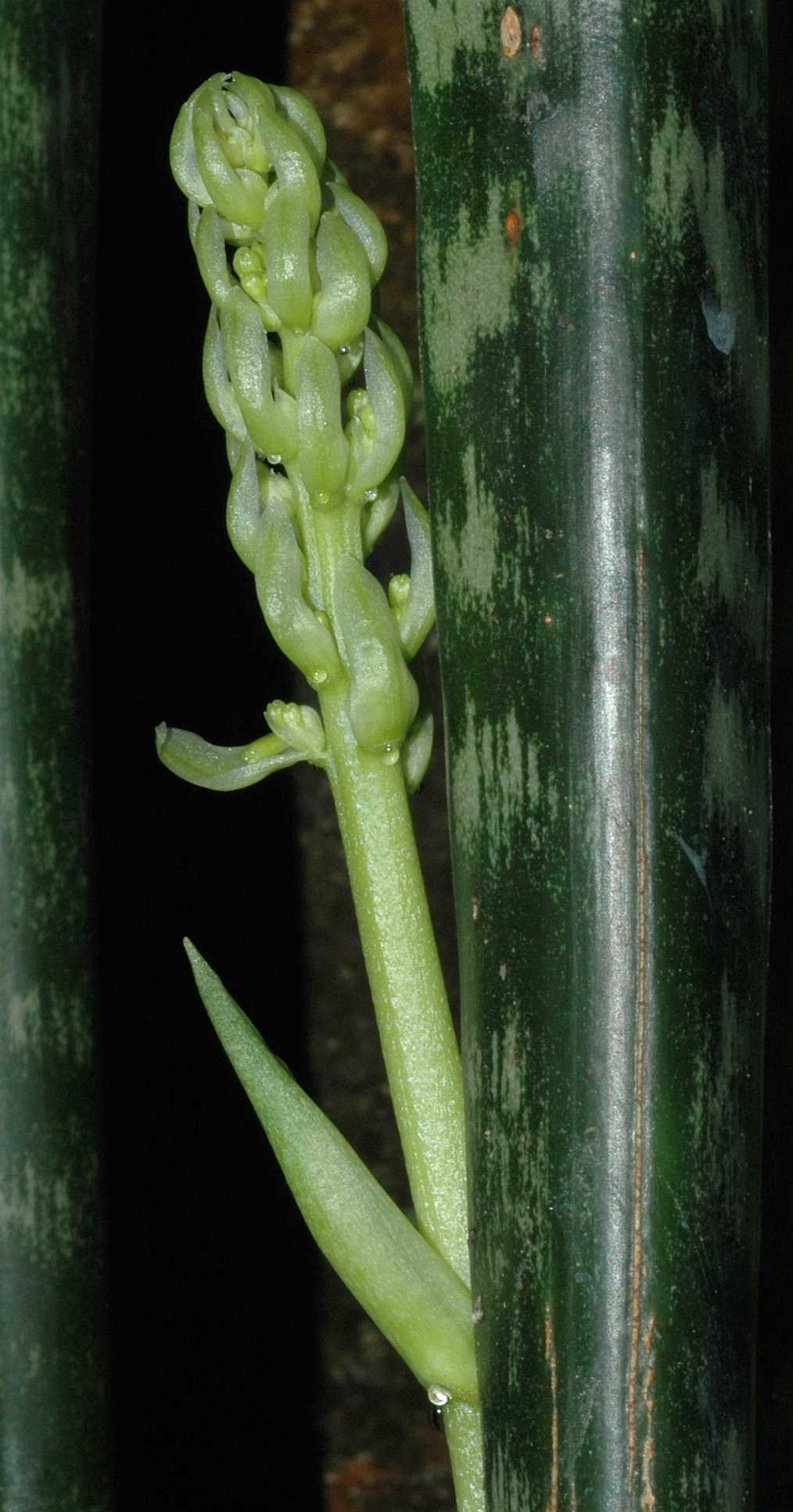 Asparagaceae Sansevieria trifasciata