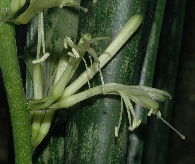 Asparagaceae Sansevieria trifasciata