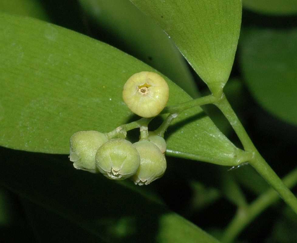 Asparagaceae Danae racemosa