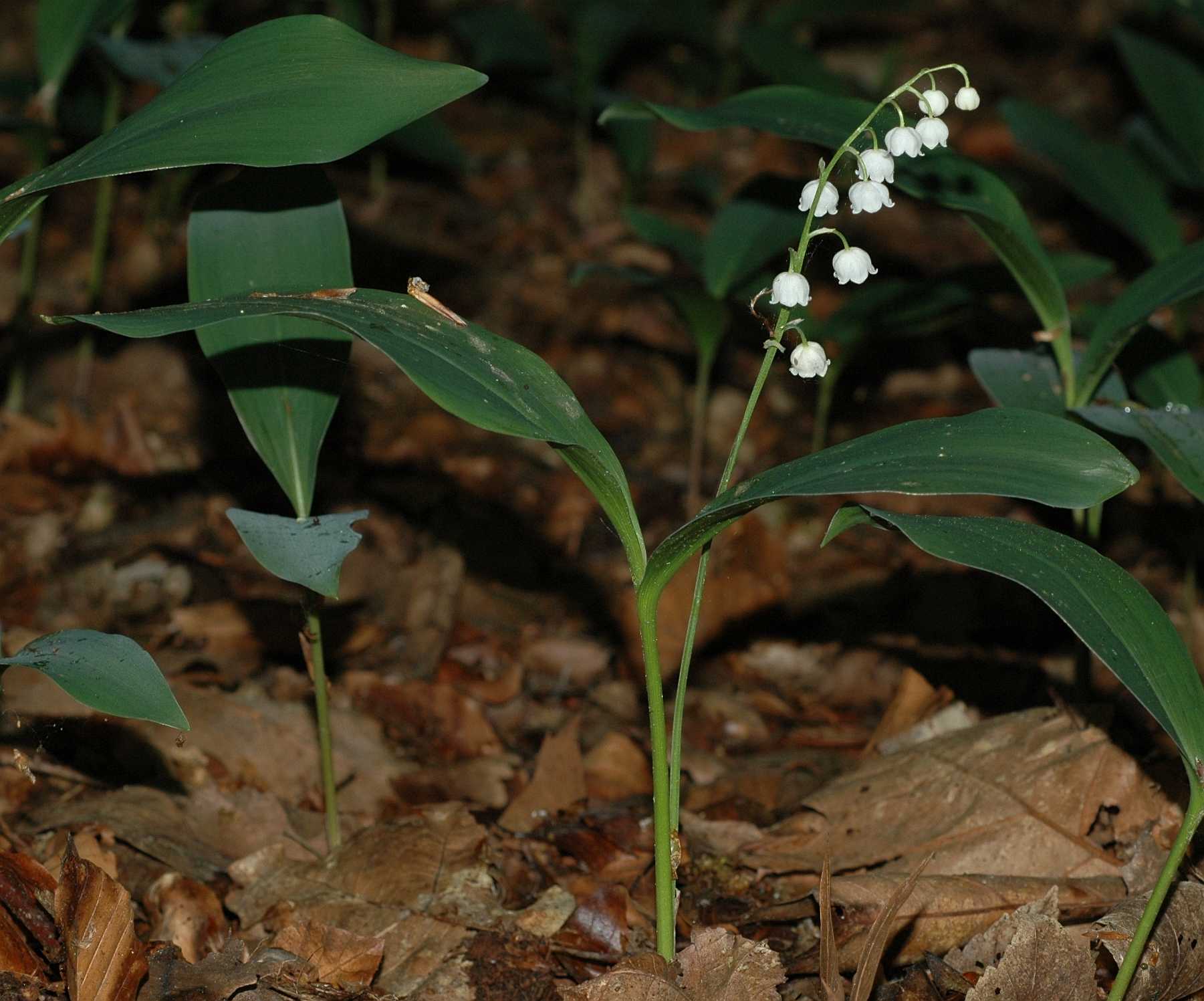 Asparagaceae Convallaria majalis