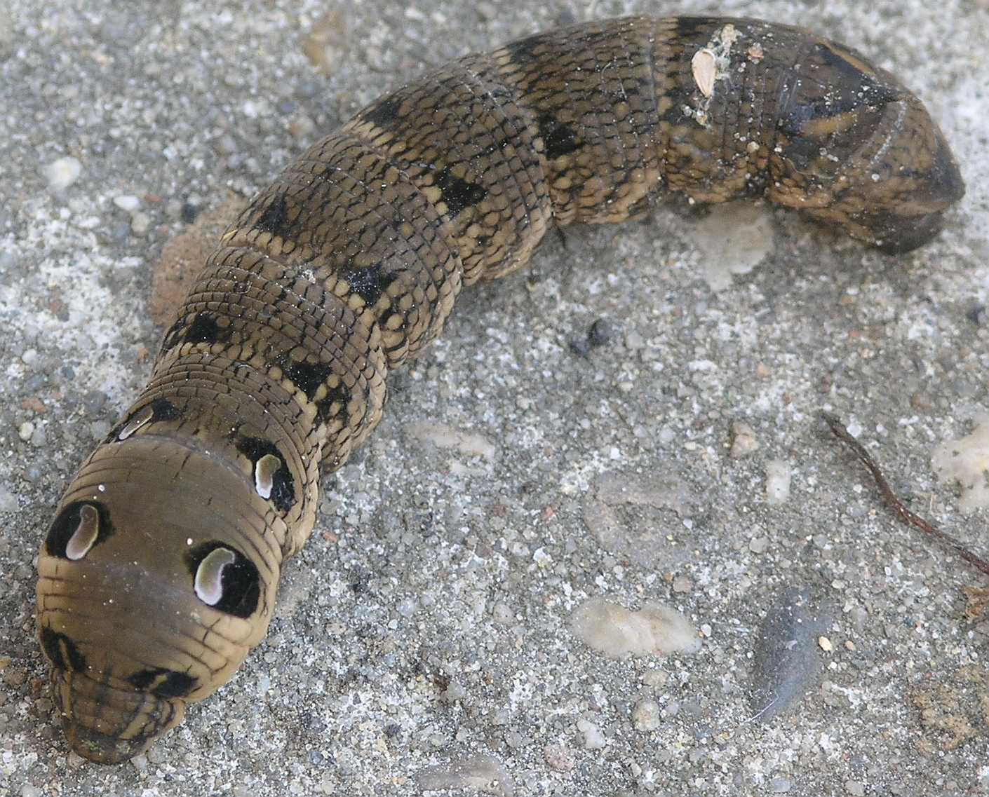 Sphingidae Deilephila elpinor