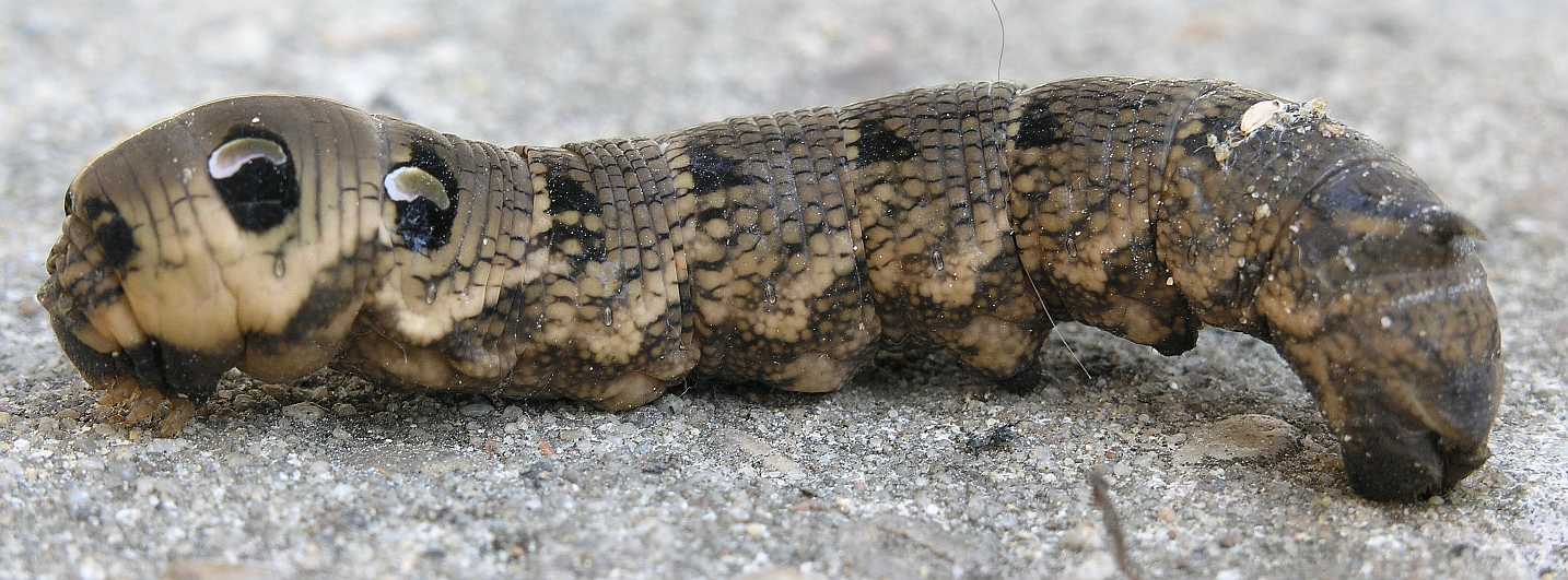 Sphingidae Deilephila elpinor