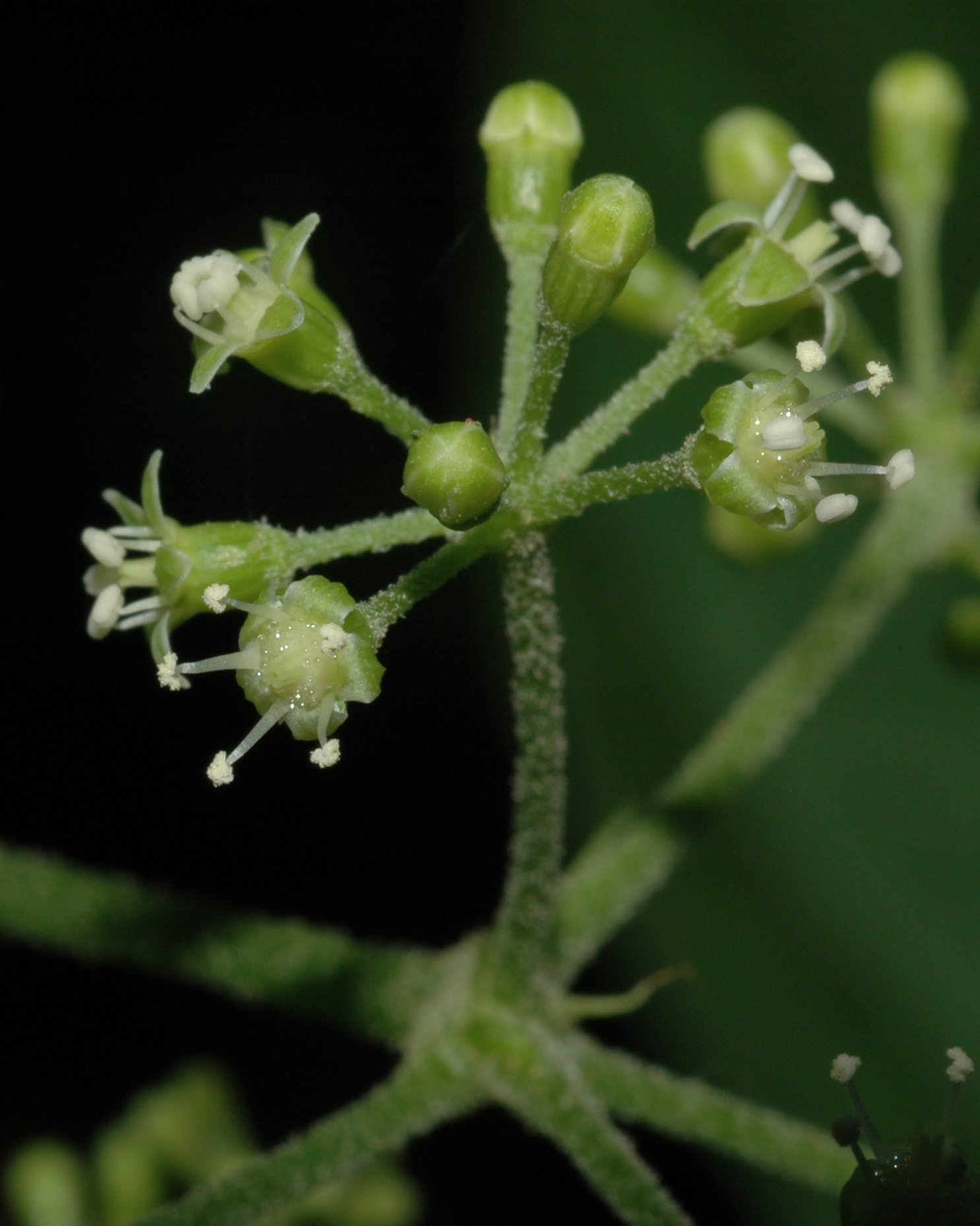 Araliaceae Panax ginseng